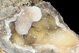 Agatized Fossil Coral - Florida #188200-2